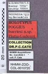 Etikette zu Poggius barriesi (NHMW-ZOO-COL-0010720)